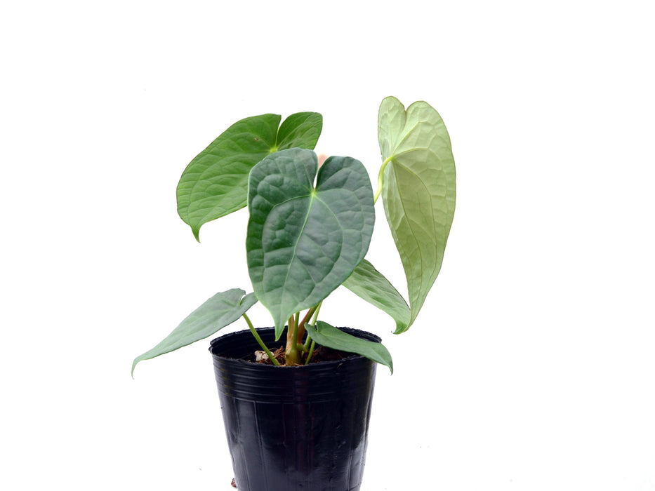 Anthurium Luxurious Shushupe x Anth. forgetii
