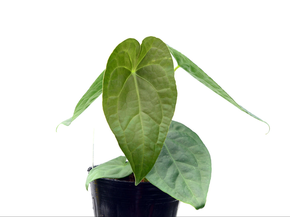 Anthurium Luxurious Shushupe x Anth. forgetii