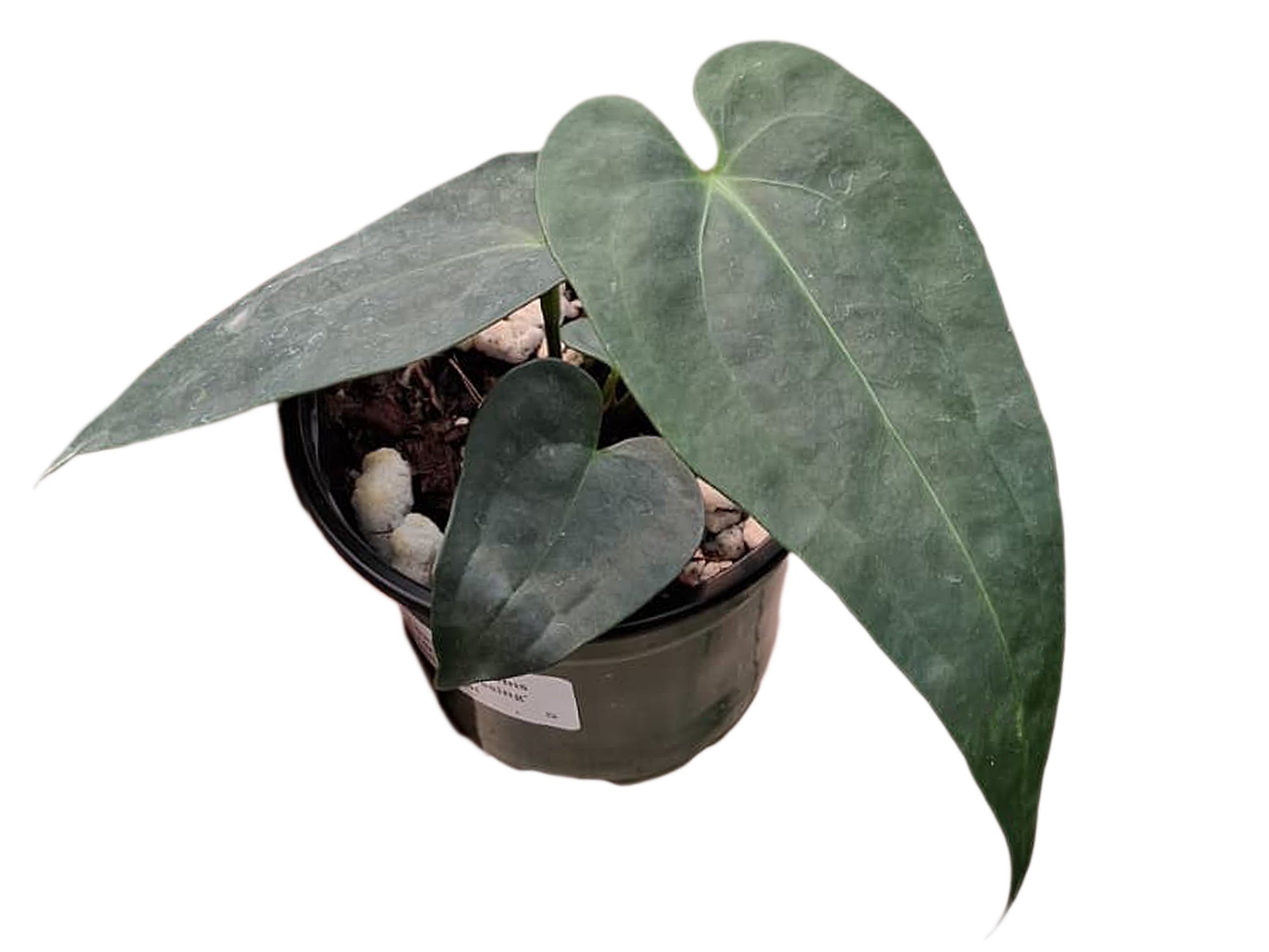 anthurium luxury dreams Anthurium Luxury Dreams 'Fantasy' 'Inverse crossing' x Anth. Pangui Night  (seedling)