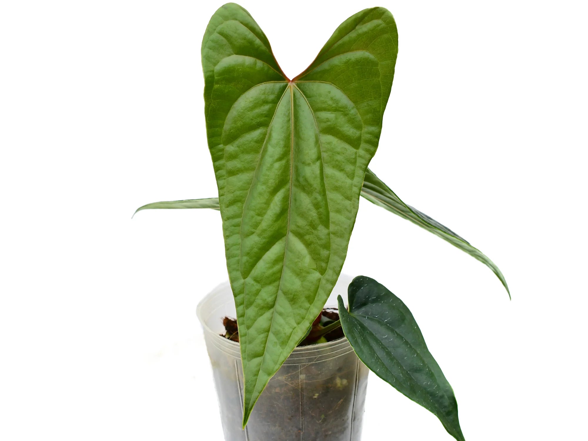 anthurium quilted hearts Anthurium Luxury Dreams 'Inverse crossing'