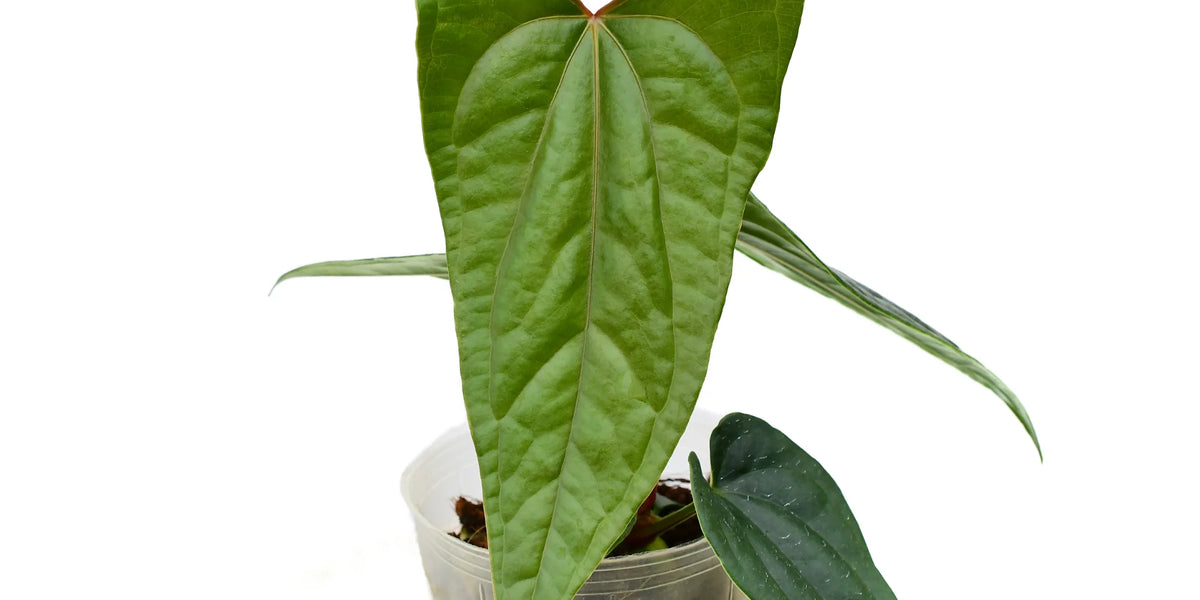 Anthurium Luxury Dreams 'Inverse crossing' (XS) — Ecuagenera USA Corp