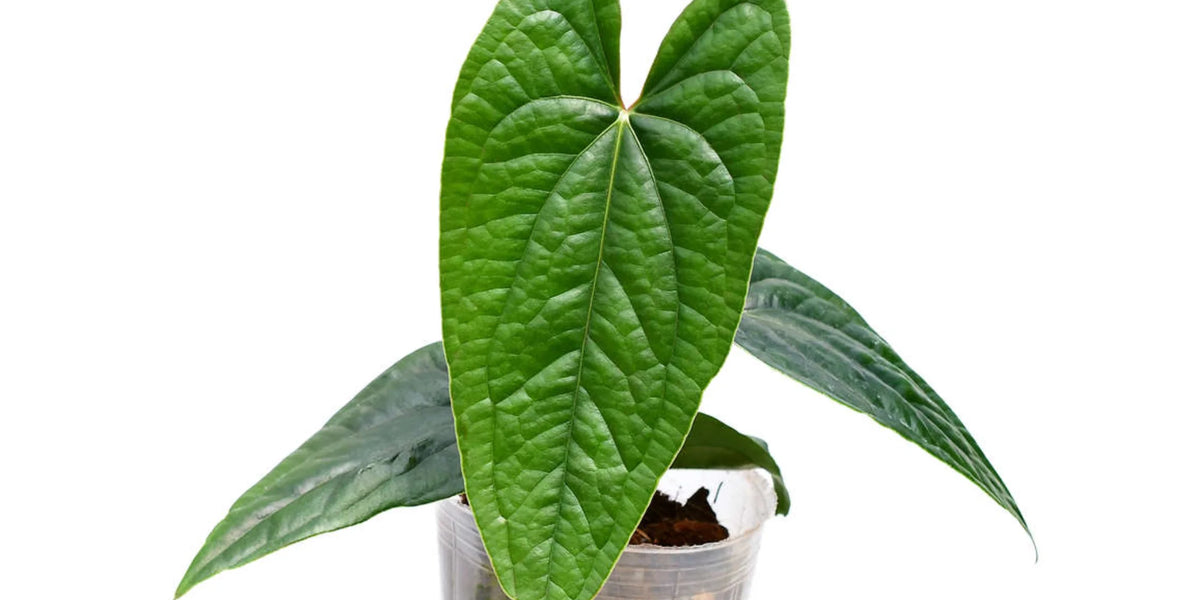 anthurium jilekii Anthurium Luxury Jungle — Ecuagenera USA Corp