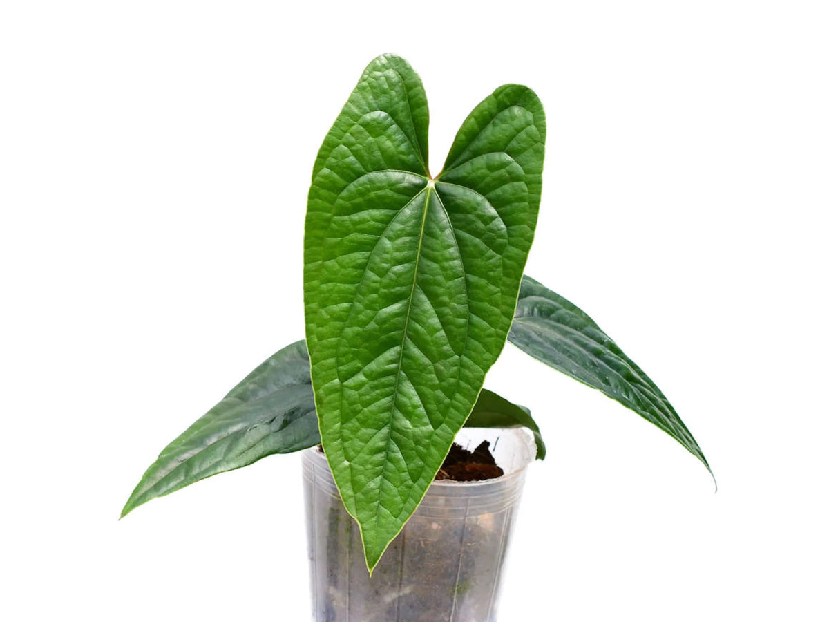 Anthurium Luxury Jungle アンスリウムハイブリッド Anthurium Luxury Jungle — Ecuagenera USA Corp