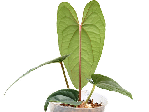 anthurium rionegrense Anthurium Luxury Jungle 'Inverse crossing' (S) — Ecuagenera USA Corp