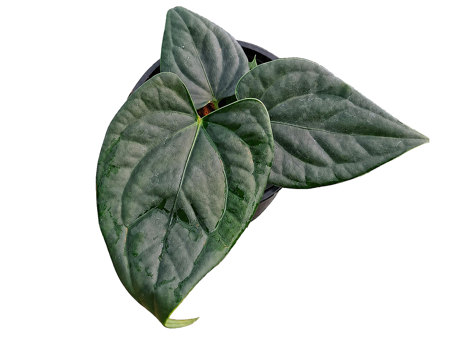 Anthurium Luxury Jungle x Anthurium forgetii
