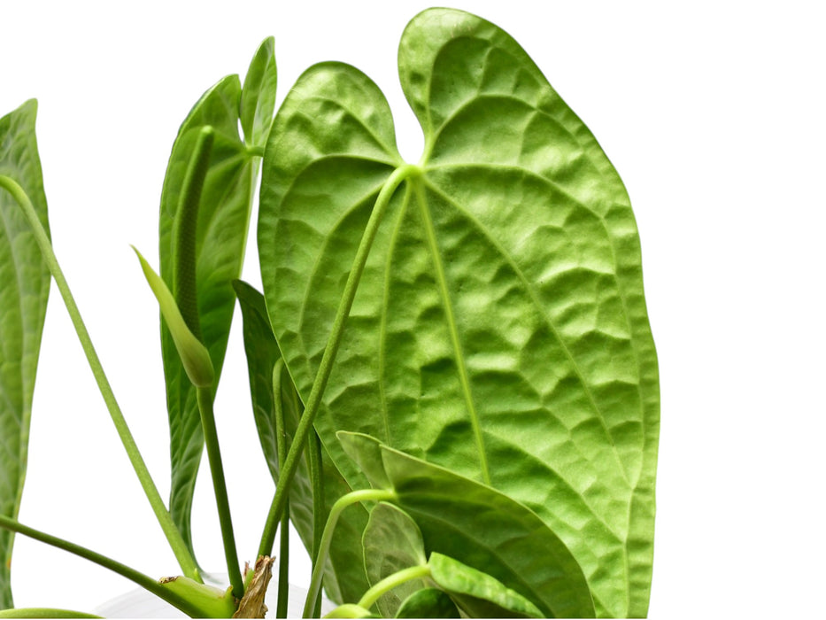 Anthurium Luxury Queen