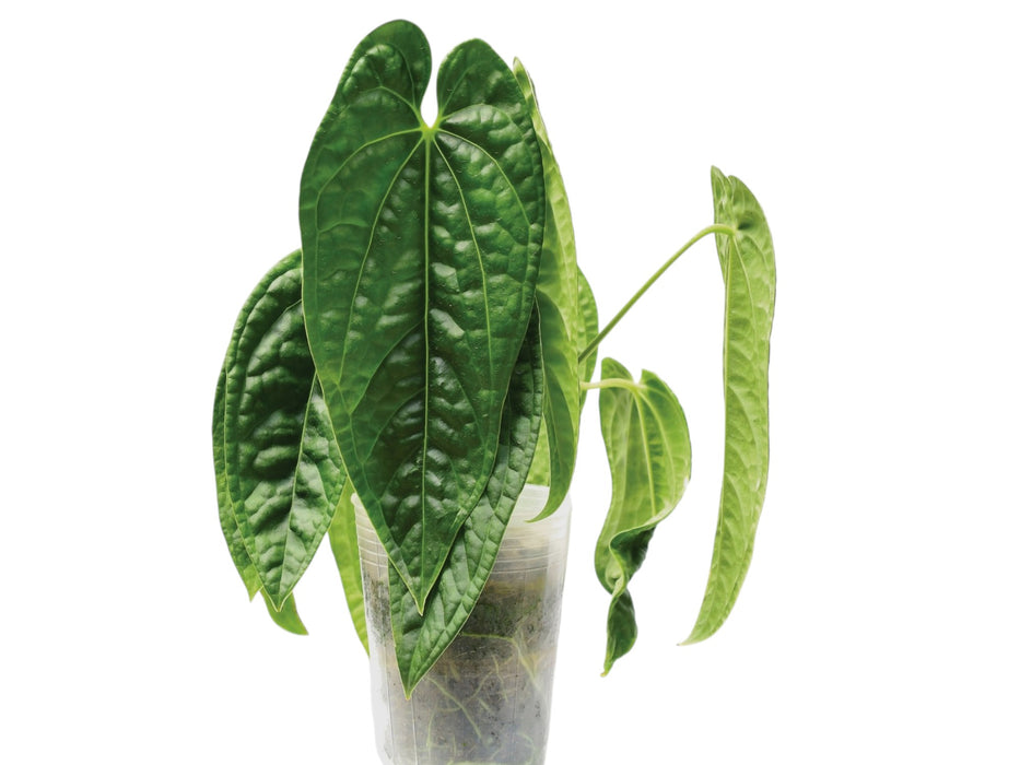 Anthurium Luxury Queen