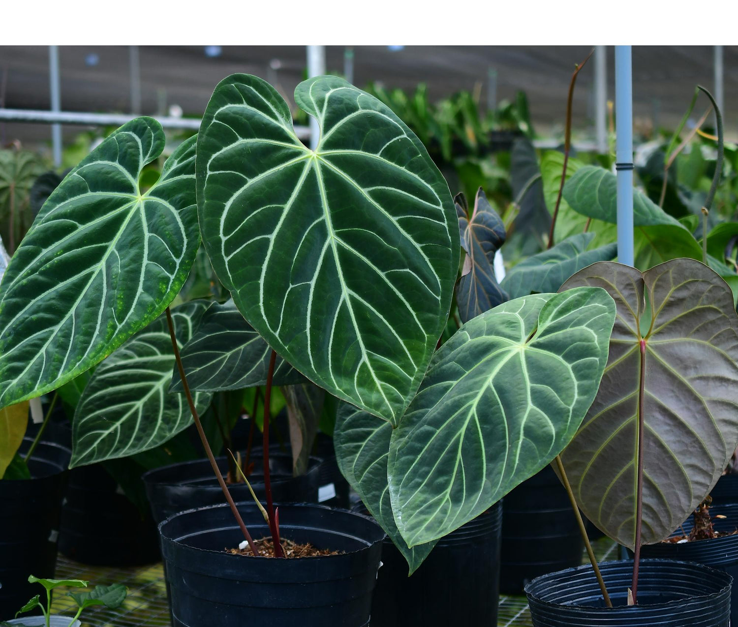 Anthurium Luxury Velvet