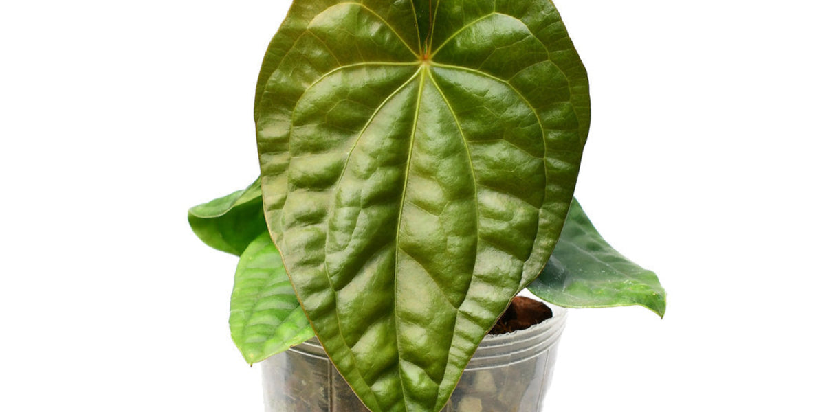 anthurium luxurians x dressleri Anthurium Luxury Dress
