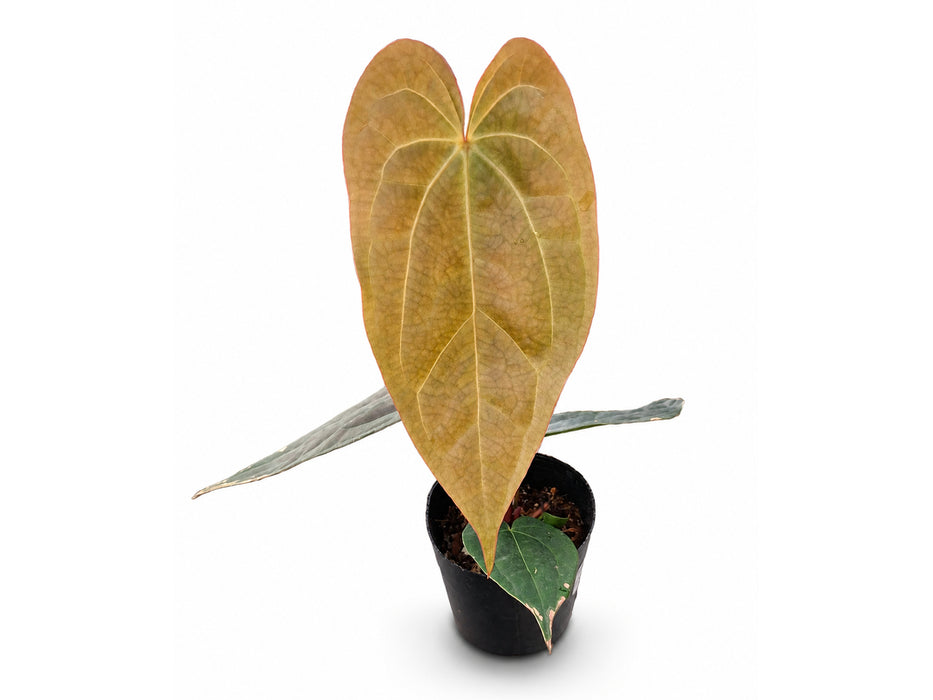 Anthurium Magic Kiss x Anthurium Deborah Ward 'Inverse crossing'