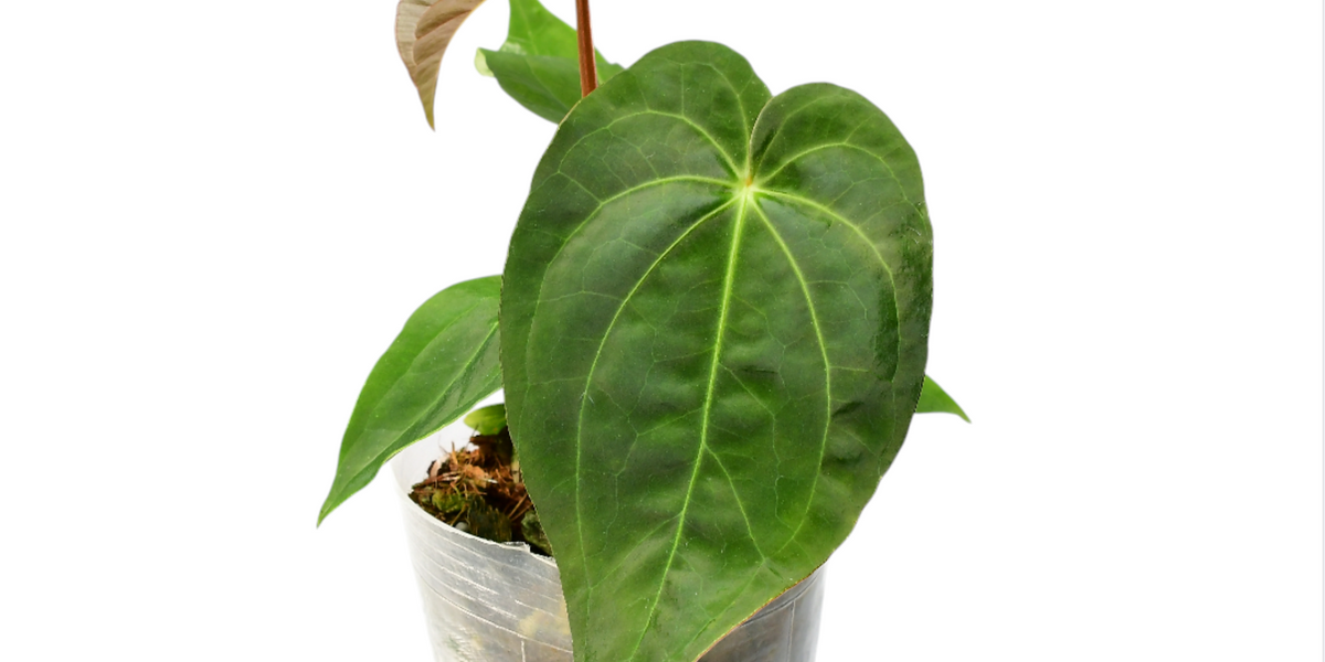 anthurium dressleri x magnificum Anthurium Magnificent Dress — Ecuagenera USA Corp