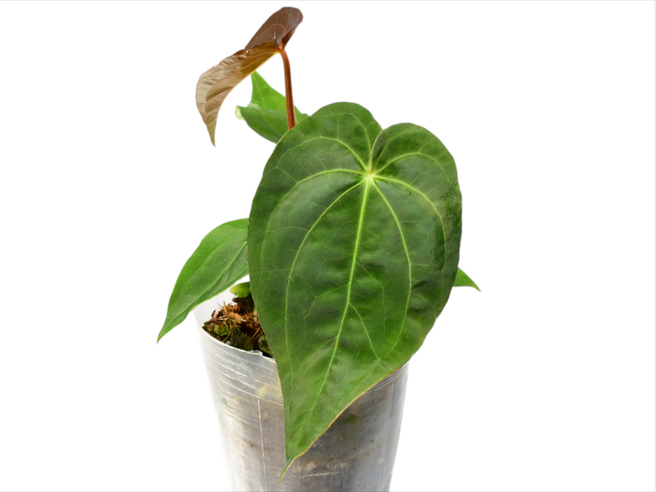 Anthurium Magnificent Dress