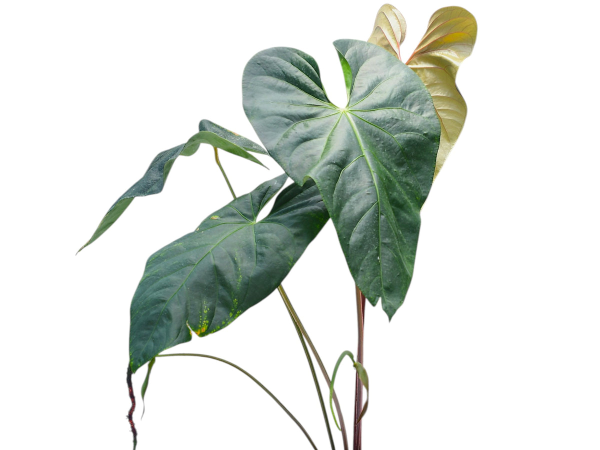Anthurium Magnificent Gigi Inverse