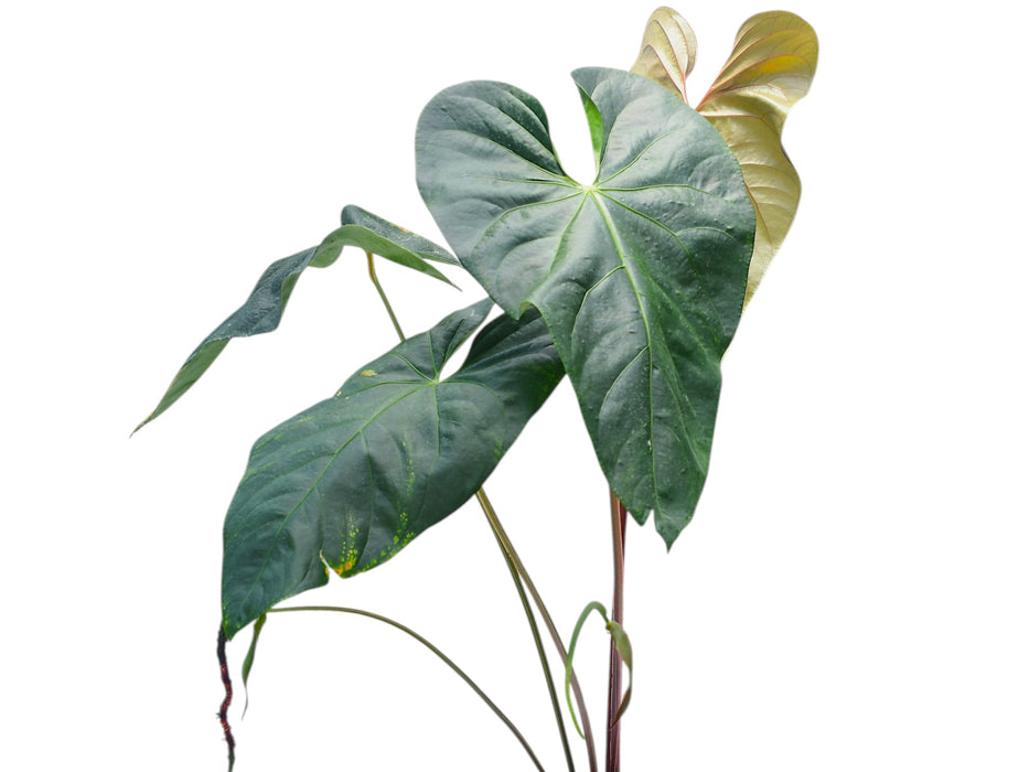 anthurium huegelii marie Anthurium Magnificent Gigi Inverse