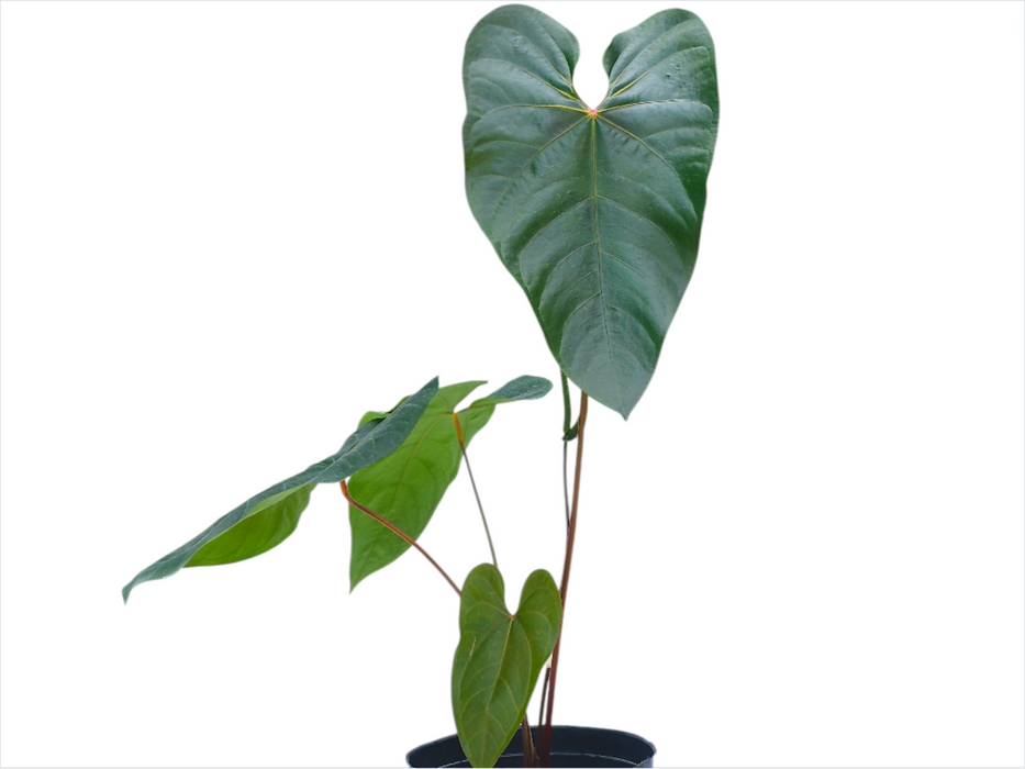 Anthurium Magnificent Gigi