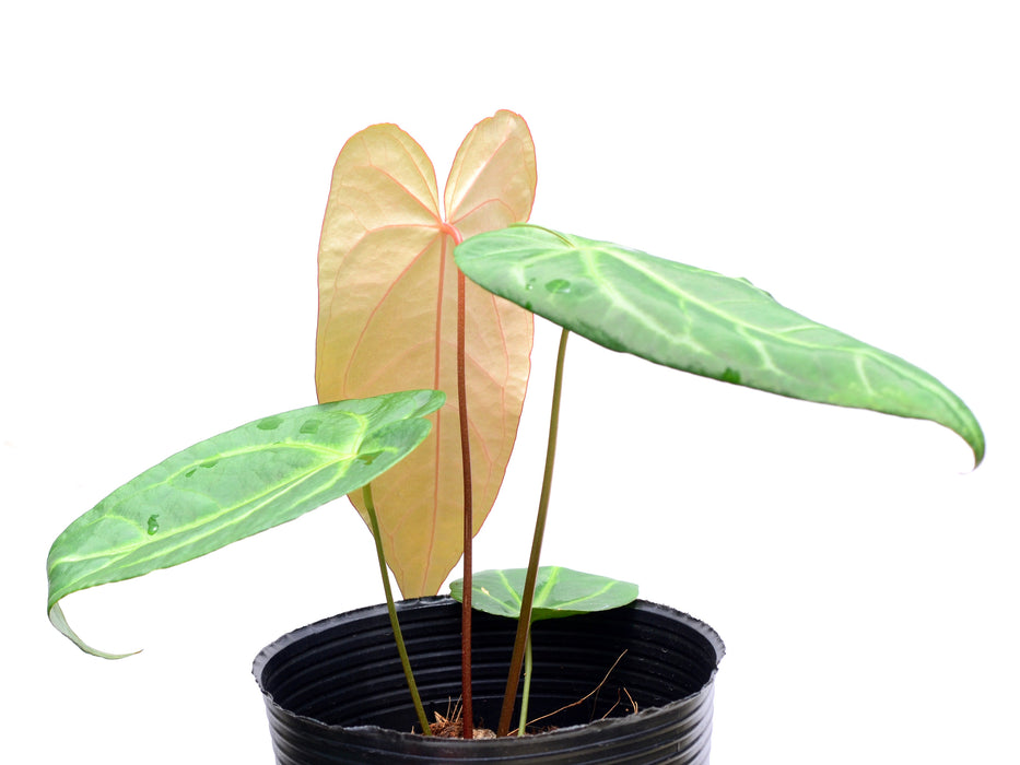 Anthurium Magnificent Gigi x Anth. Magnificent Silver