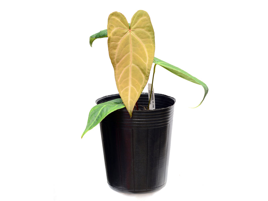 Anthurium Magnificent Gigi x Anth. Magnificent Silver