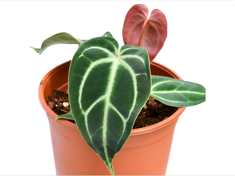 Anthurium Magnificent Girl