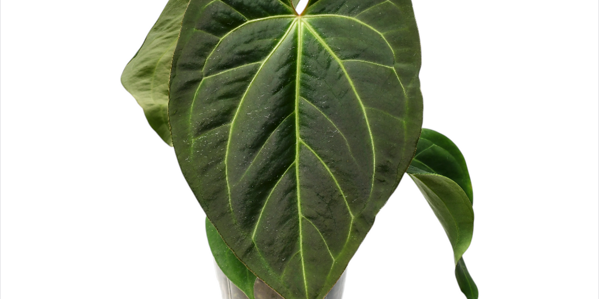 anthurium magnificent Anthurium Magnificent Girl 'Fantasy'