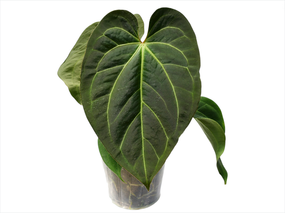 Anthurium Magnificent Girl 'Fantasy'