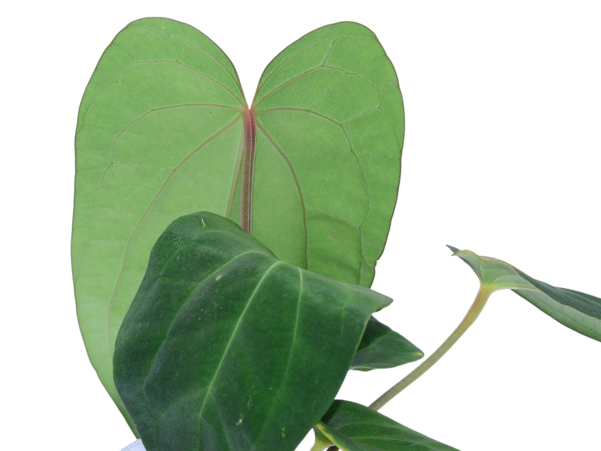 Anthurium Magnificent Girl 'Fantasy' x Anthurium dressleri — Ecuagenera ...