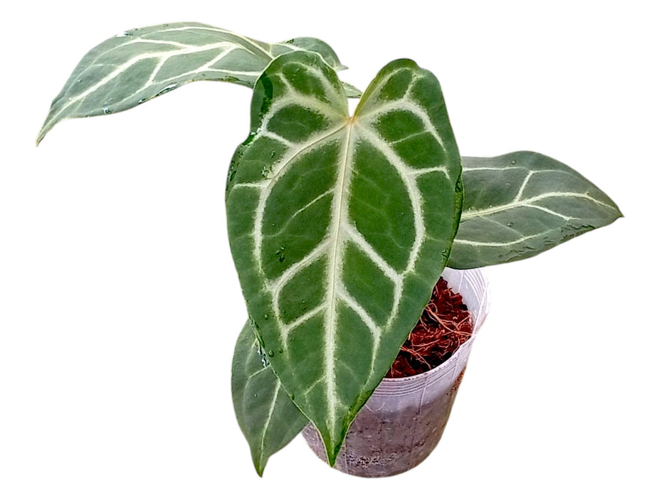 Anthurium Magnificent Girl 'Inverse crossing' x Anth. Magnificent Silver 'Inverse crossing'