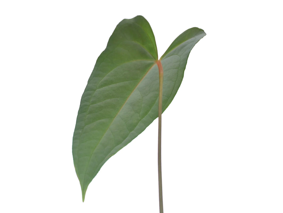 Anthurium Magnificent Girl 'Inverse crossing' x Anthurium papillilaminum