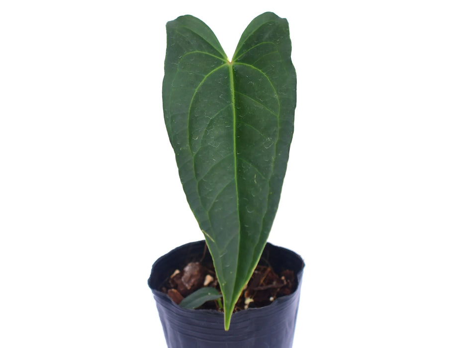 Anthurium Magnificent Girl 'Inverse crossing' x Anthurium papillilaminum