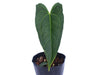 Anthurium Magnificent Girl 'Inverse crossing' x Anthurium papillilaminum