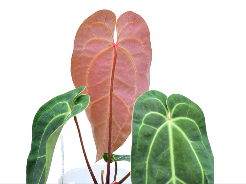 Anthurium Magnificent Girl 'Inverse crossing'