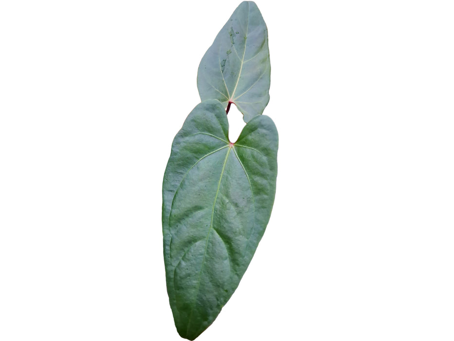 Anthurium Magnificent Girl 'Inverse crossing' x Anth. nigrolaminum 'Gigi' (seedling)