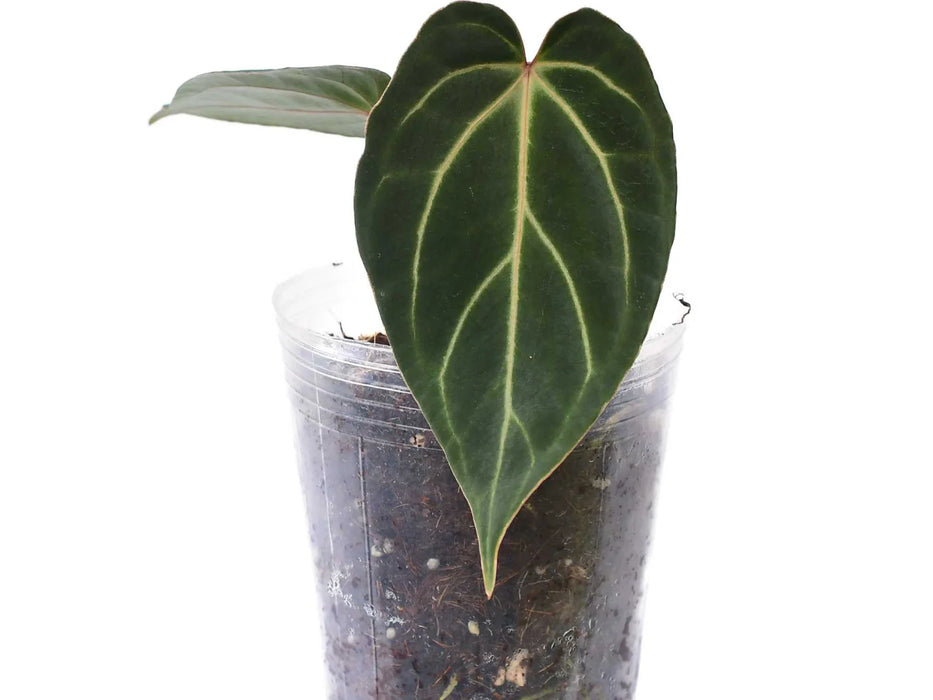 Anthurium Magnificent Girl x Anthurium besseae aff 'Inverse crossing'