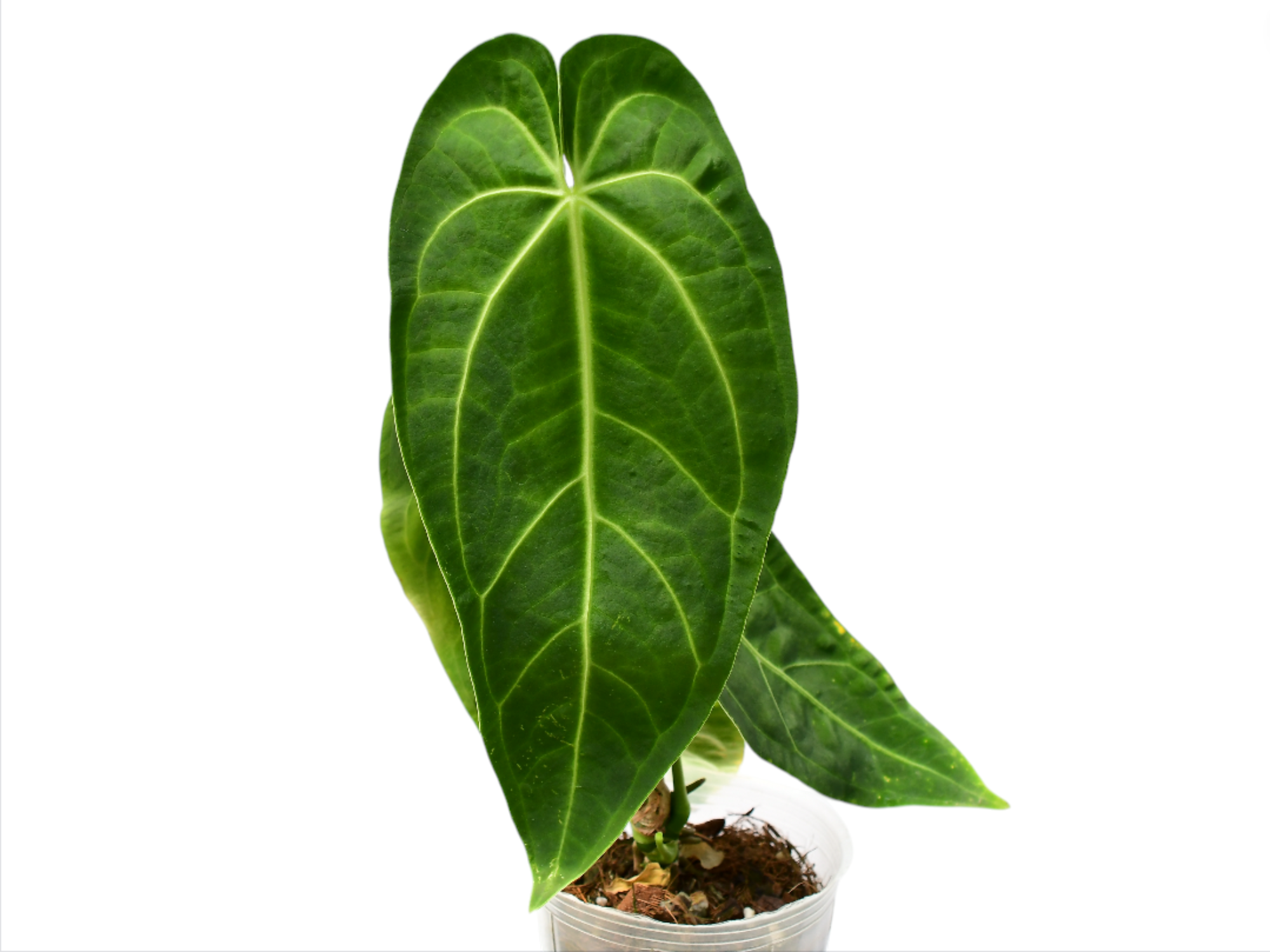 Anthurium Magnificent Paradise - Rare Elongated Leaf Hybrid