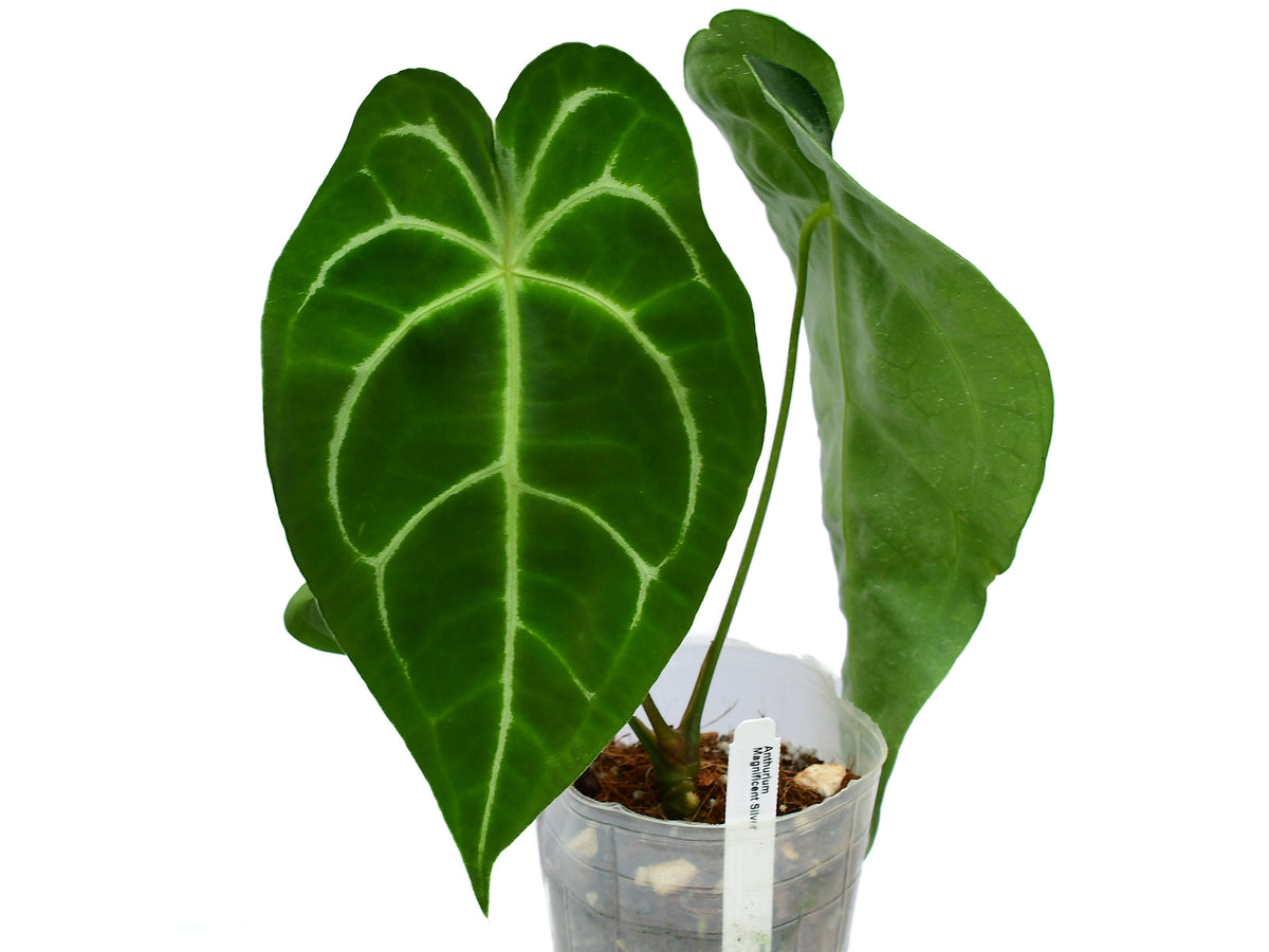 Anthurium Magnificent Silver - Rare Silver-Hued Foliage Hybrid