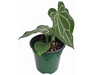 Anthurium Magnificent Silver 'Inverse crossing' x Anthurium Crystal Dress (seedling)