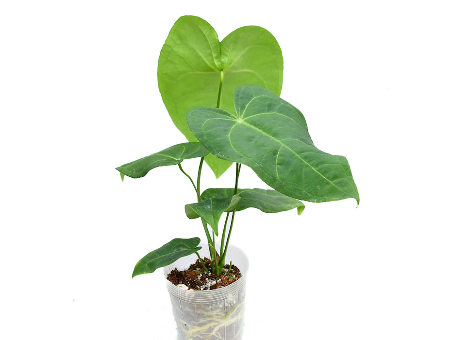 Anthurium Magnificent Silver 'Jolly' 'Inverse crossing'