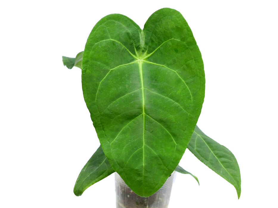 Anthurium Magnificent Silver 'Jolly' 'Inverse crossing'