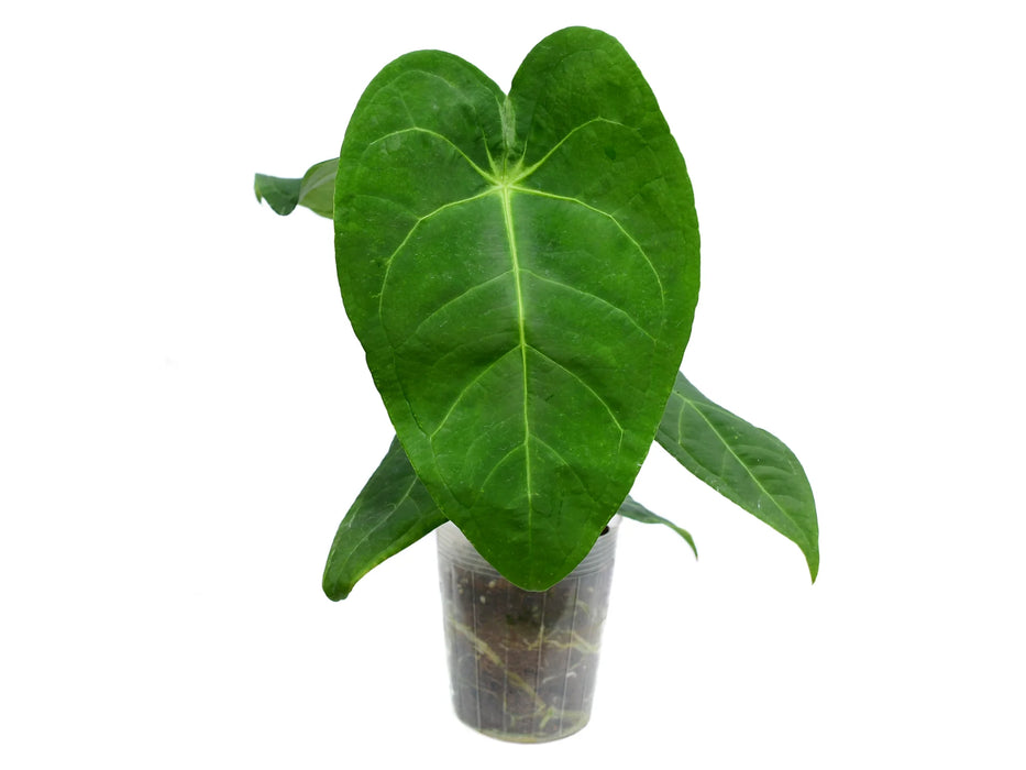 Anthurium Magnificent Silver 'Jolly' 'Inverse crossing'