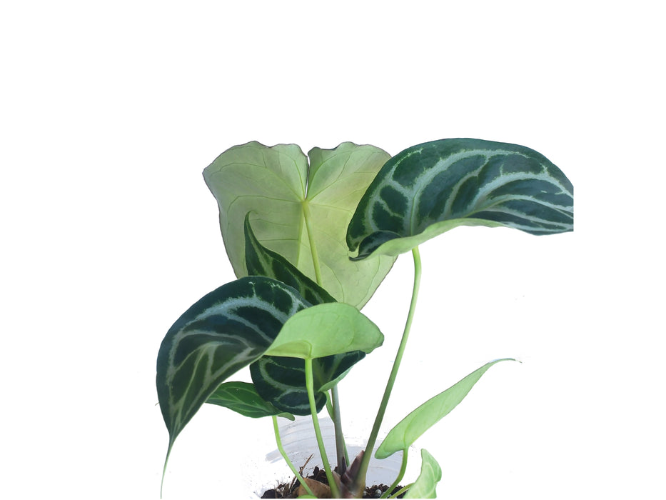Anthurium Magnificent Silver 'Inverse crossing x Anth. Silver Blush