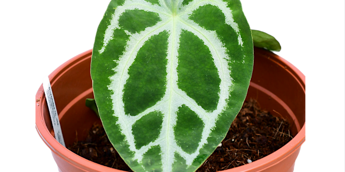 Anthurium Magnificent Silver XS - Rare Silver-Hued Seedling