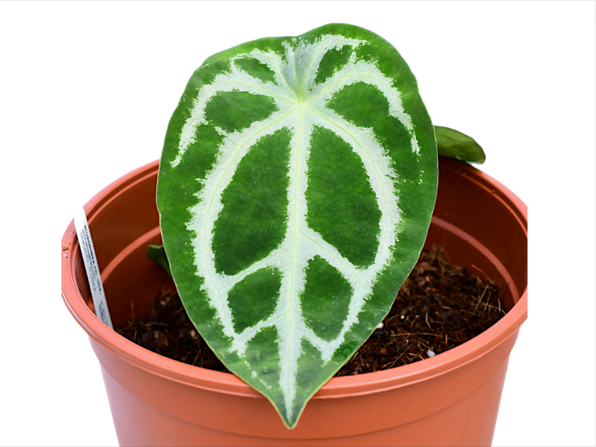 Anthurium Magnificent Silver XS - Rare Silver-Hued Seedling