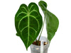 Anthurium Magnificent Silver