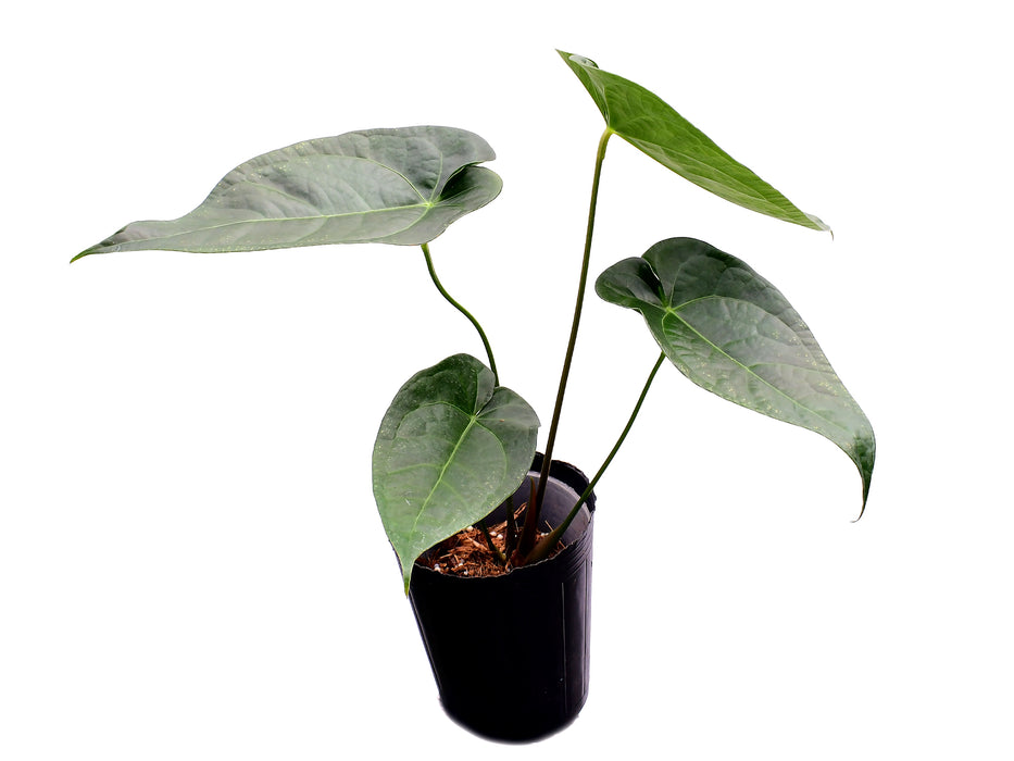 Anthurium Magnificent Silver x (Anth. Jungle Dreams x Anth. nigrolaminum 'Gigi')