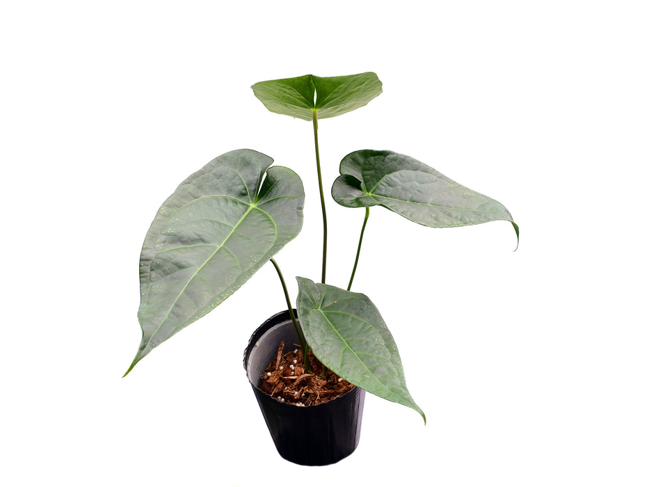 Anthurium Magnificent Silver x (Anth. Jungle Dreams x Anth. nigrolaminum 'Gigi')