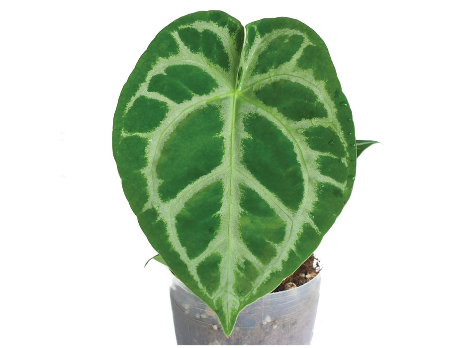 Anthurium Magnificent Silver x Anthurium Silver Blush (XS)