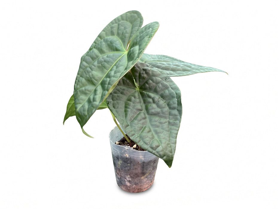 Anthurium Magnificent Silver x Anthurium luxurians
