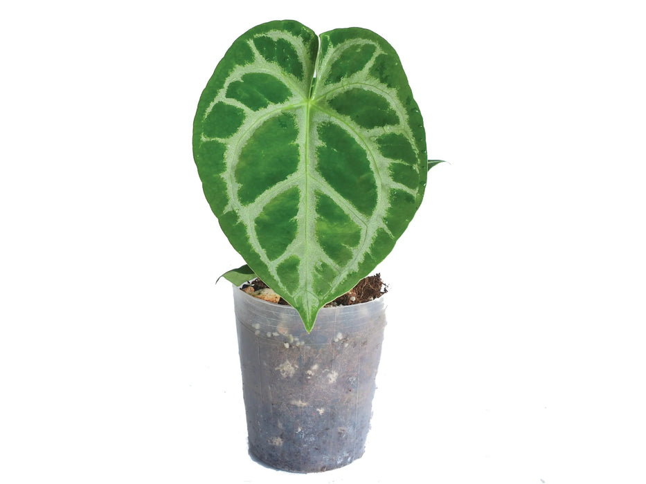 Anthurium Magnificent Silver x Anthurium Silver Blush (XS)
