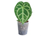 Anthurium Magnificent Silver x Anthurium Silver Blush (XS)