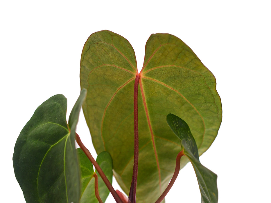 Anthurium Maya Butterflies 'Gigi'