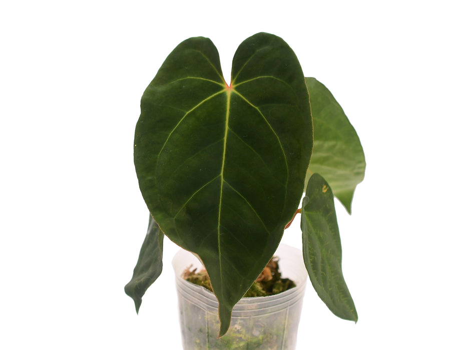 Anthurium Maya Butterflies 'Gigi'